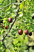 Jujube (Ziziphus jujuba) fruits, France