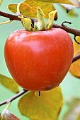 Fruits Khaki (Diospyros kaki) on branches France