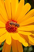 Hover Fly (Eristalinus taeniops) on Pot marigold (Calendula officinalis), Capitulum