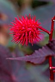 Castorbean (Ricinus communis) fruit