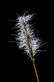 Cane bluestem (Bothriochloa barbinodis) ear, Gard, France