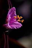 Wandering jew (Tradescantia pallida) flower