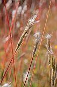 Cane bluestem (Bothriochloa barbinodis) ears, Gard, France