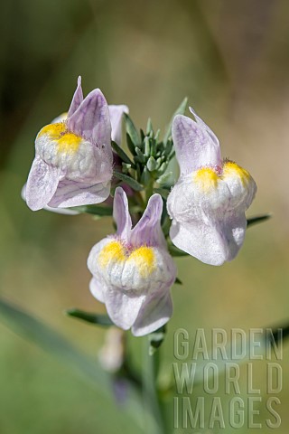 Pale_toadflax_Linaria_repens_flowers_gard_France