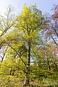Common beech (Fagus sylvatica), Zlata, Arboretum of the Ecole du Breuil, Bois de Vincennes, Paris, France
