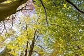 Common beech (Fagus sylvatica), Zlata, Arboretum of the Ecole du Breuil, Bois de Vincennes, Paris, France