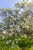 Ornamental apple tree (Malus John Downie) in flower