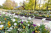 Tulipa Triumphe Creme Flag, Tulipa Triumph Purple Lady, Lunaria annua Alba, Bellis perennis Super Pompon Blanc, Parc Floral Vincennes, Paris, France.