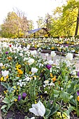 Tulipa Triumphe Creme Flag, Tulipa Triumph Purple Lady, Lunaria annua Alba, Bellis perennis Super Pompon Blanc, Parc Floral Vincennes, Paris, France.