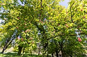 Red Horse Chestnut (Aesculus carnea) Briotii in bloom in spring
