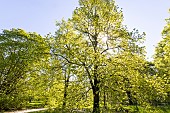 American Basswood (Tilia americana) Nova in spring
