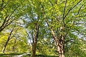Manchurian Linden (Tilia mandshurica) in spring