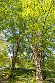 Manchurian Linden (Tilia mandshurica) in spring