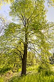 Littleleaf linden (Tilia cordata) in spring