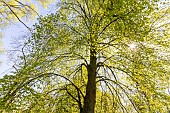 Littleleaf linden (Tilia cordata) in spring