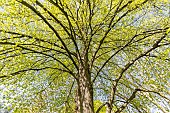 Littleleaf linden (Tilia cordata) in spring