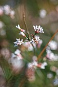 Squinancywort (Asperula cynanchica), autumn flowering, Gard, France