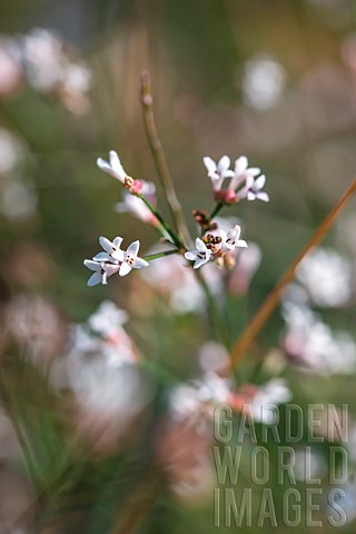 Squinancywort_Asperula_cynanchica_autumn_flowering_Gard_France