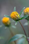 Devils beggarticks (Bidens frondosa), Vaucluse, France