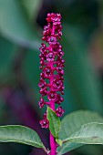 American pokeweed (Phytolacca americana), flower, Gard, France