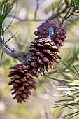 Aleppo pine (Pinus halepensis), mature female cones, Gard, France
