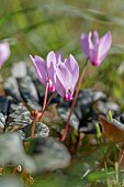 Wild Ivy-leaved cyclamen (Cyclamen hederifolium), Gorges du Gardon, Gard, France