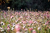 Southern daisy (Bellis sylvestris) mass flowering in november, Bouches-du-Rhone, France