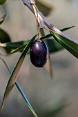 Ripe olive on Olive tree (Olea europaea), Bouches-du-Rhone, France