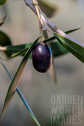 Ripe_olive_on_Olive_tree_Olea_europaea_BouchesduRhone_France