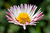 Southern daisy (Bellis sylvestris), capitulum, Bouches-du-Rhone, France