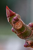 Leaf abscission scar on Fig tree branch, Bouches-du-Rhône, France