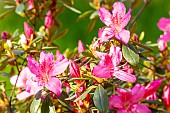 Japanese Azalea (Azalea japonica) Gilbert Mullie, flowers