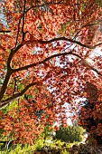 Full Moon Maple (Acer japonicum) Aconitifolium in spring