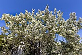 Manchurian Siberian crab apple (Malus baccata var.mandschurica) in bloom