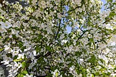 Manchurian Siberian crab apple (Malus baccata var.mandschurica) in bloom