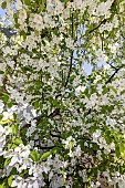 Manchurian Siberian crab apple (Malus baccata var.mandschurica) in bloom