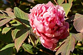 Peony (Paeonia suffriticosa) Madame Stuart Low Breeder : Makoy (BEL) 1823