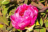 Peony (Paeonia suffriticosa) Shikowden Japan 1928