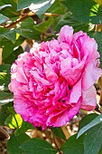 Peony (Paeonia suffriticosa) Reine Elisabeth Breeder : Casaretto (ITA) 1846