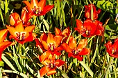 Botanical tulip (Tulipa linifolia) in bloom in spring