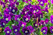 Horned Pansy (Viola cornuta) Halo Purple in bloom