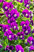 Horned Pansy (Viola cornuta) Halo Purple in bloom