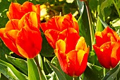 Triomph Tulip Orange Monarch, flowers