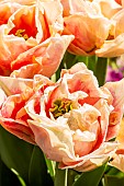 Foxy Foxtrot double hasty Tulip, flowers