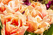 Foxy Foxtrot double hasty Tulip, flowers