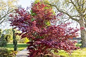 Full Moon Maple Acer japonicum Sumagai, Ecole du Breuil, Bois de Vincennes, Paris, France