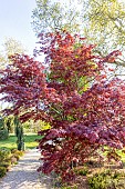 Full Moon Maple Acer japonicum Sumagai, Ecole du Breuil, Bois de Vincennes, Paris, France