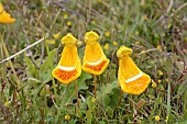 Sand Ladys Slipper (Calceolaria uniflora), Scrophulariaceae, Lago Sofia, approx. Puerto Natales, XII Magallanes Region and Chilean Antarctica, Chile