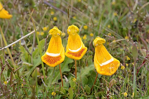 Sand_Ladys_Slipper_Calceolaria_uniflora_Scrophulariaceae_Lago_Sofia_approx_Puerto_Natales_XII_Magall