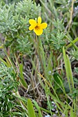 Common yellow (Viola reichei) Violet native to Chile, Cerro Dorotea, approx. Puerto Natales, XII Magallanes Region and Chilean Antarctica, Chile